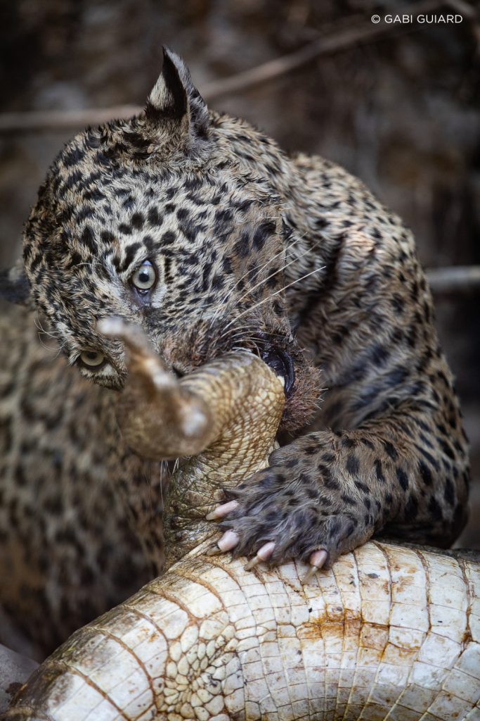 Wild Jaguar Safaris