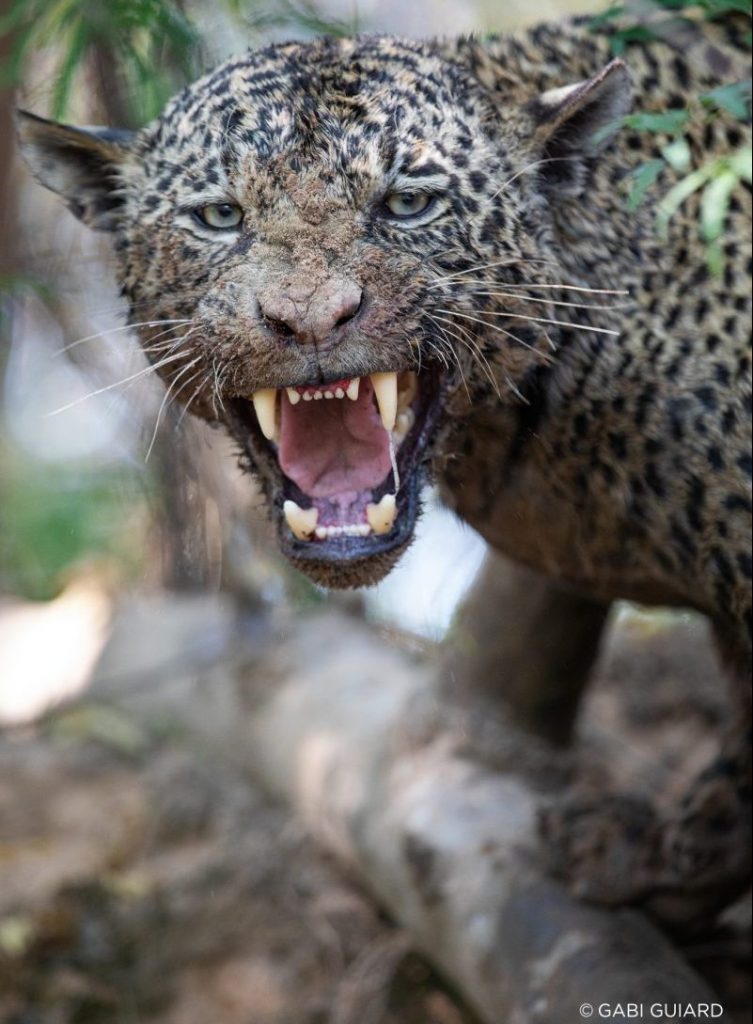 Wild Jaguars Safaris