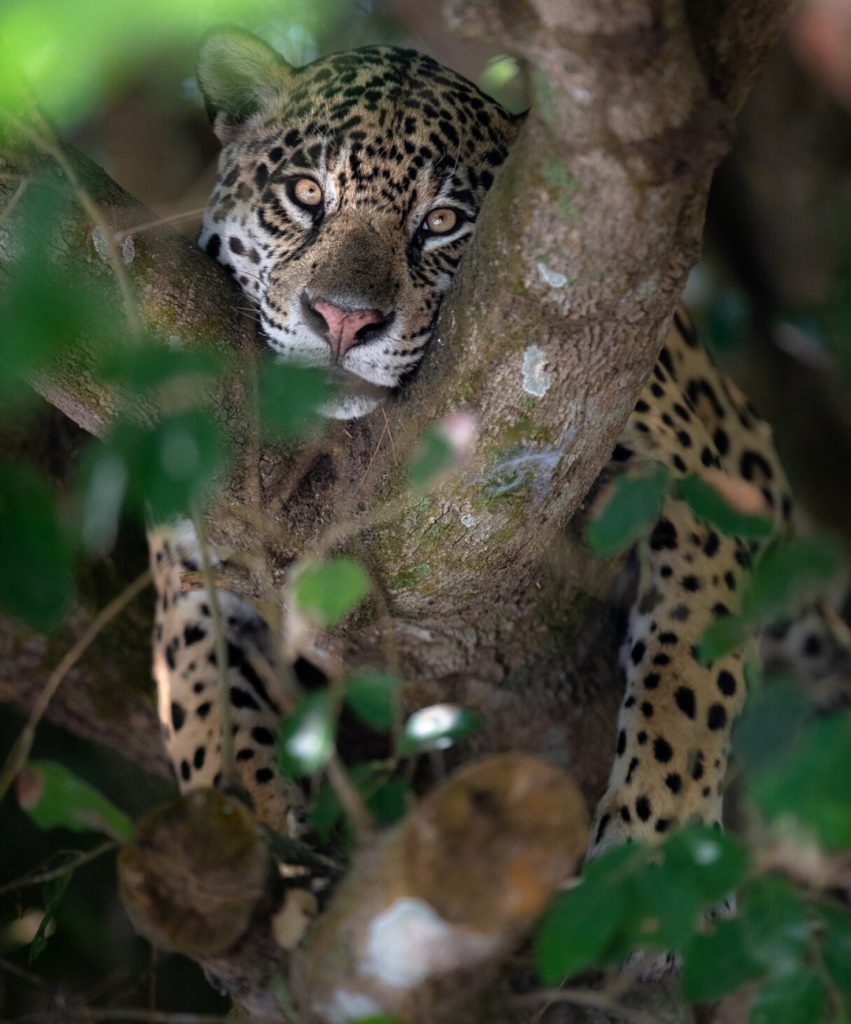Wild Jaguar Safaris