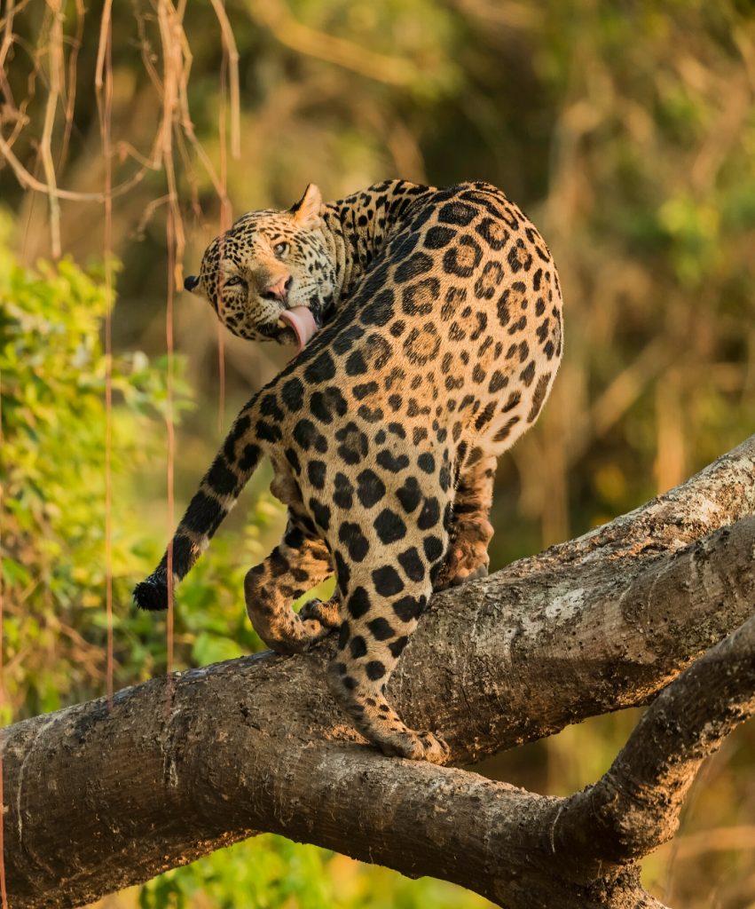 Wild Jaguar Safaris