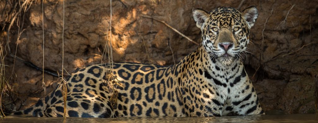 Jaguar Safari