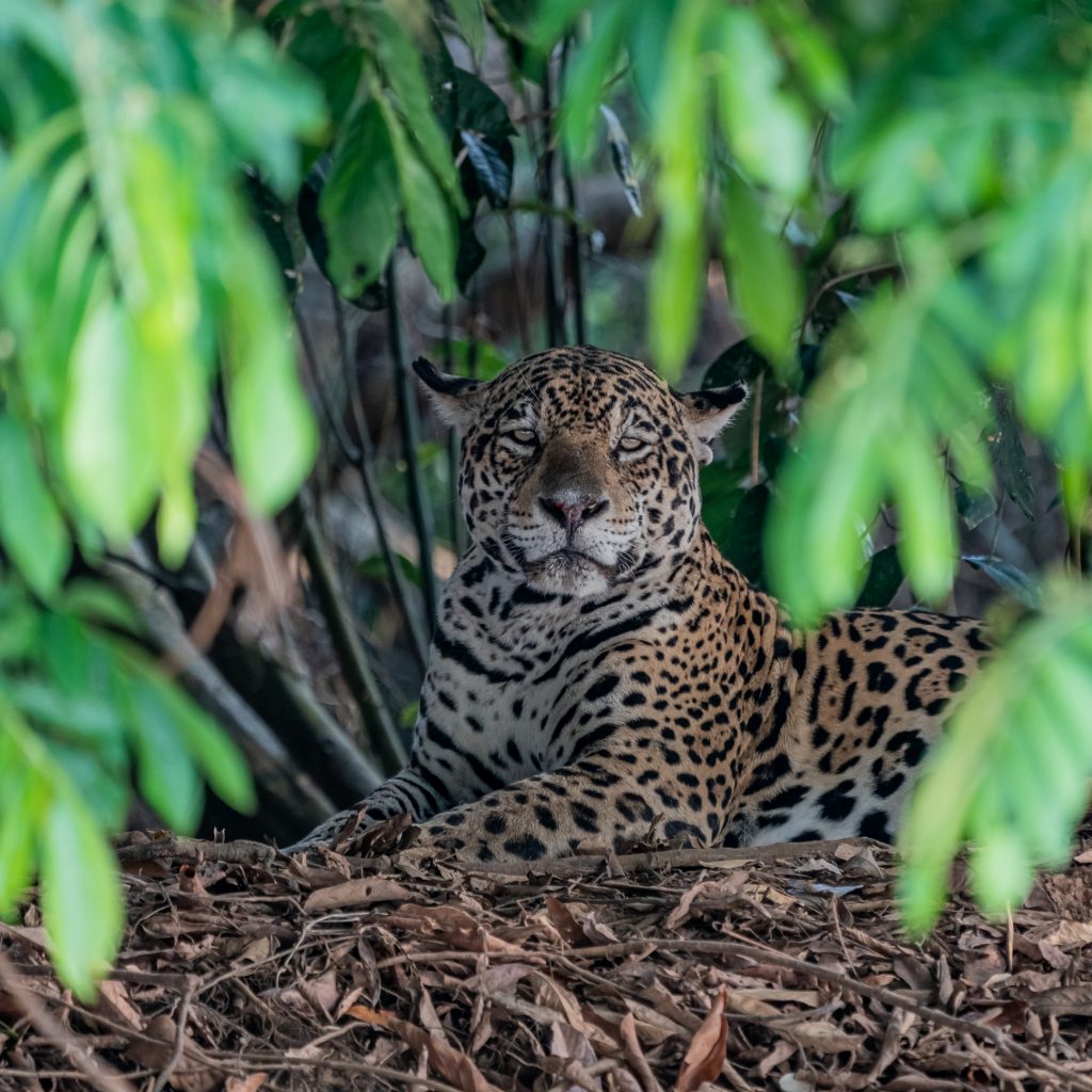 Wild Jaguar Safari