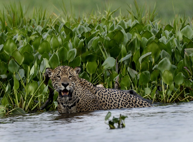 Wild safari pantanal travel