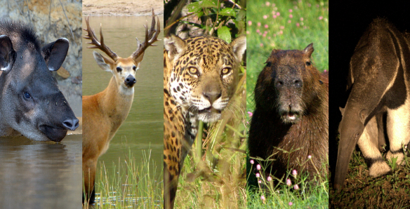 Animals of the Pantanal