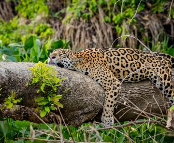 Pantanal Photographic Safari