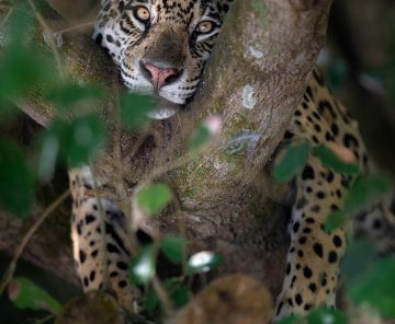 Special Jaguars | Workshop Photography