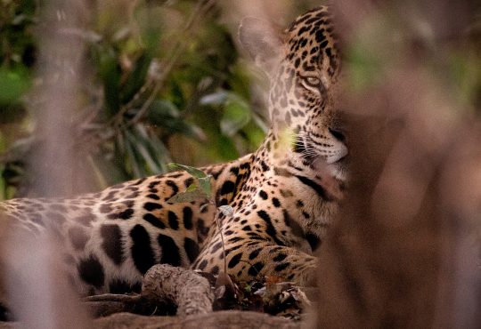 porto jofre jaguar tour
