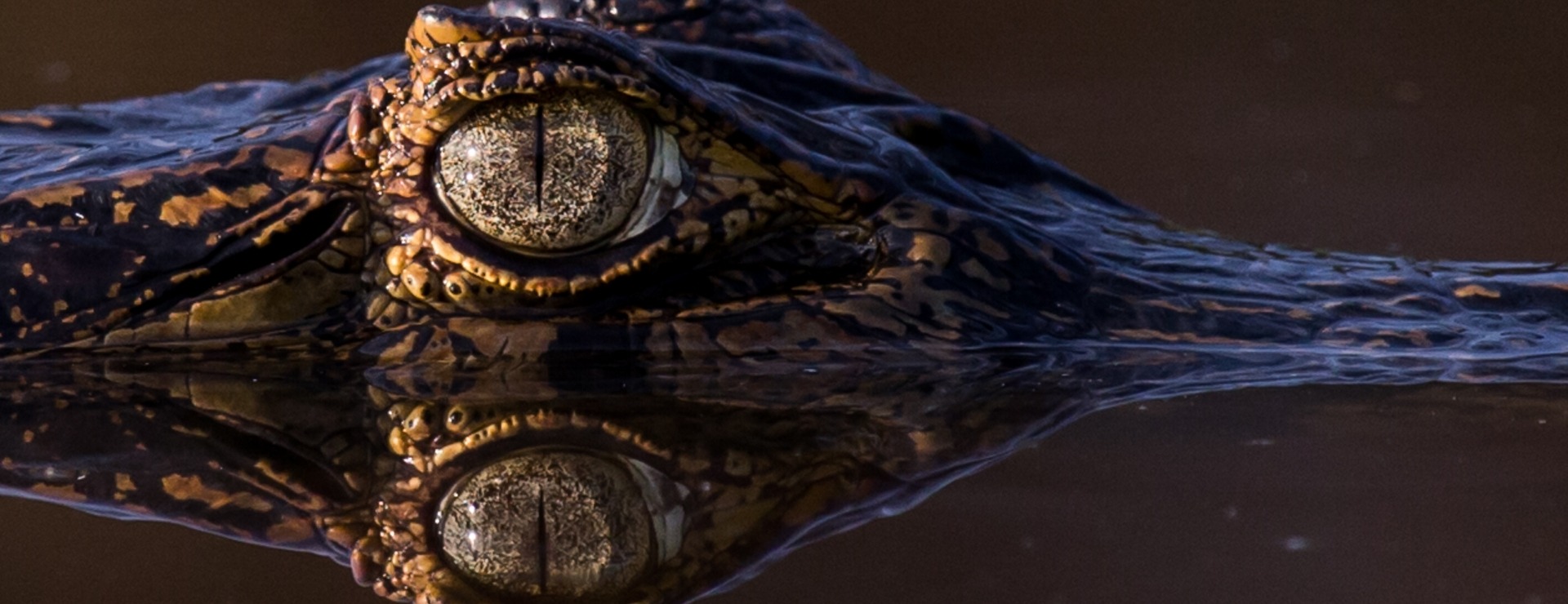 alligator