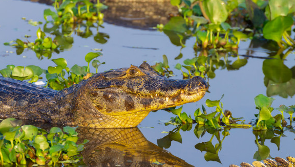 Animals of the Pantanal: wonderful species of Brazil