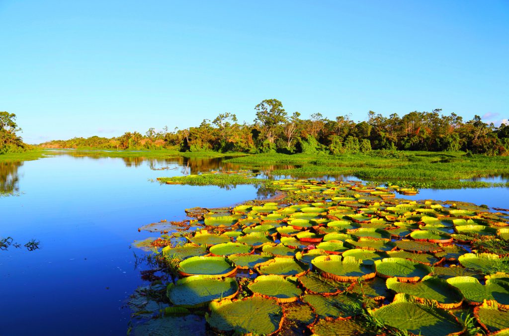river of the Pantanal
