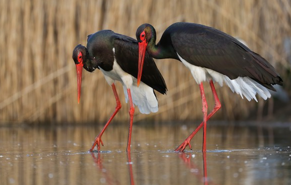 Understand how a safari in the Brazilian Pantanal works: birds