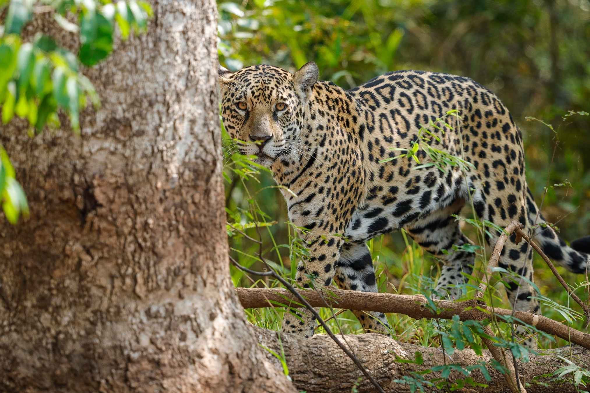 Pantanal Wildlife Holiday: jaguar