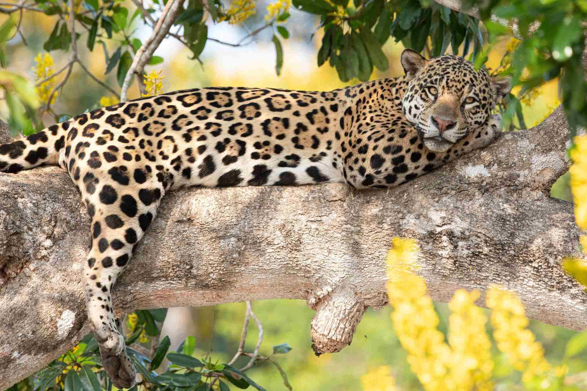 Pantanal Wildlife Holiday: 7 tips to create the best itinerary 