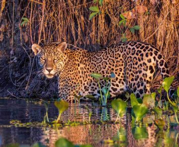 Pantanal Safari Cruise | Amolar Hils & Jaguar Land.
