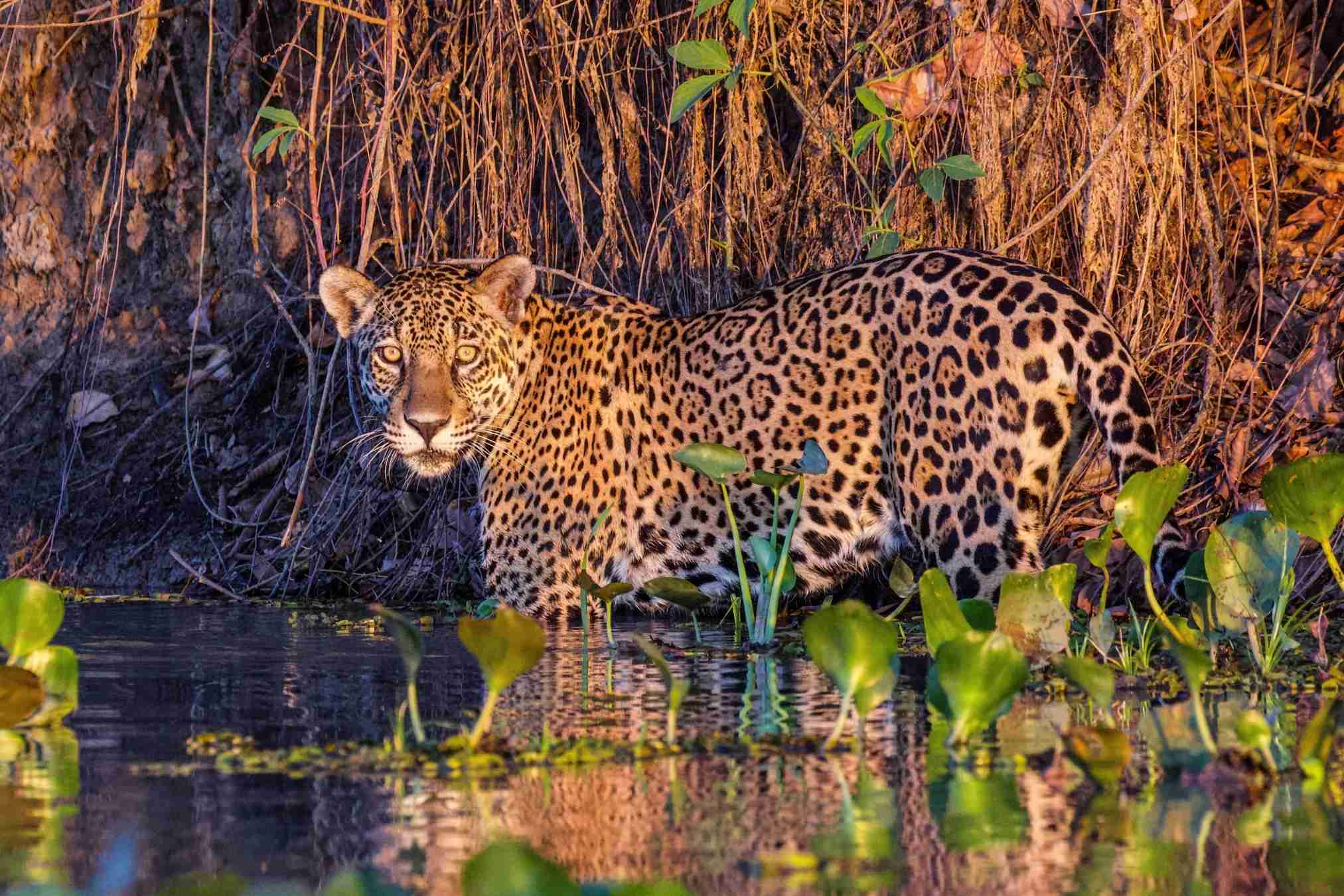 green season: jaguar