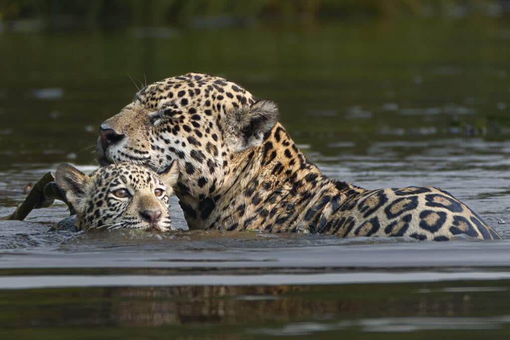 tours, packages, pantanal, safari, wildlife, wild jaguar